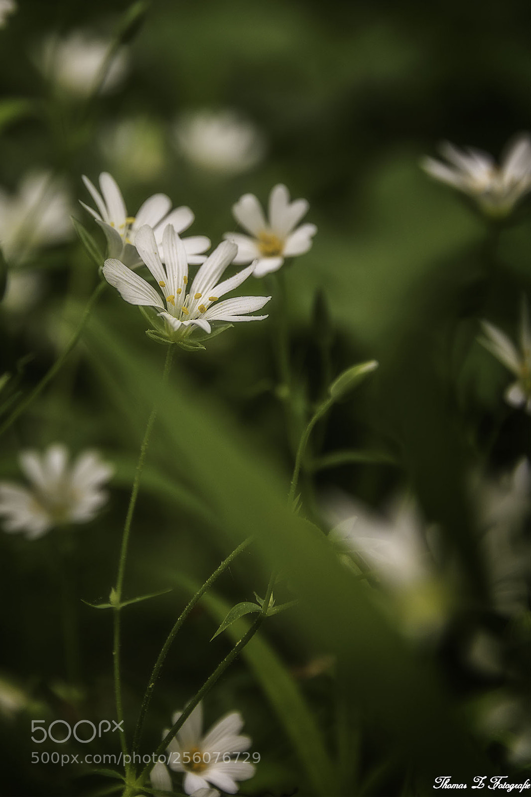 Canon EOS 750D (EOS Rebel T6i / EOS Kiss X8i) sample photo. Flowers photography
