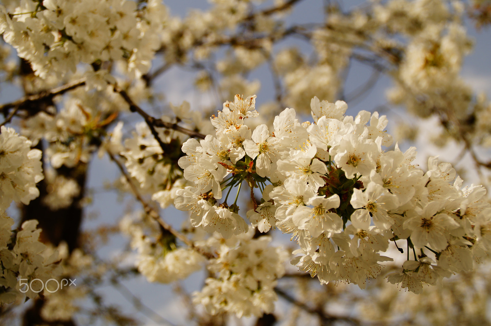 Sony SLT-A37 + Sony DT 18-200mm F3.5-6.3 sample photo. Spring photography