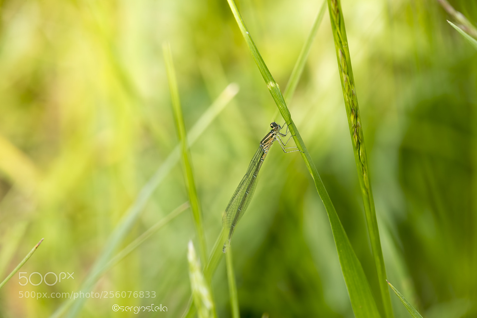 Nikon D610 sample photo. Damigella______ photography