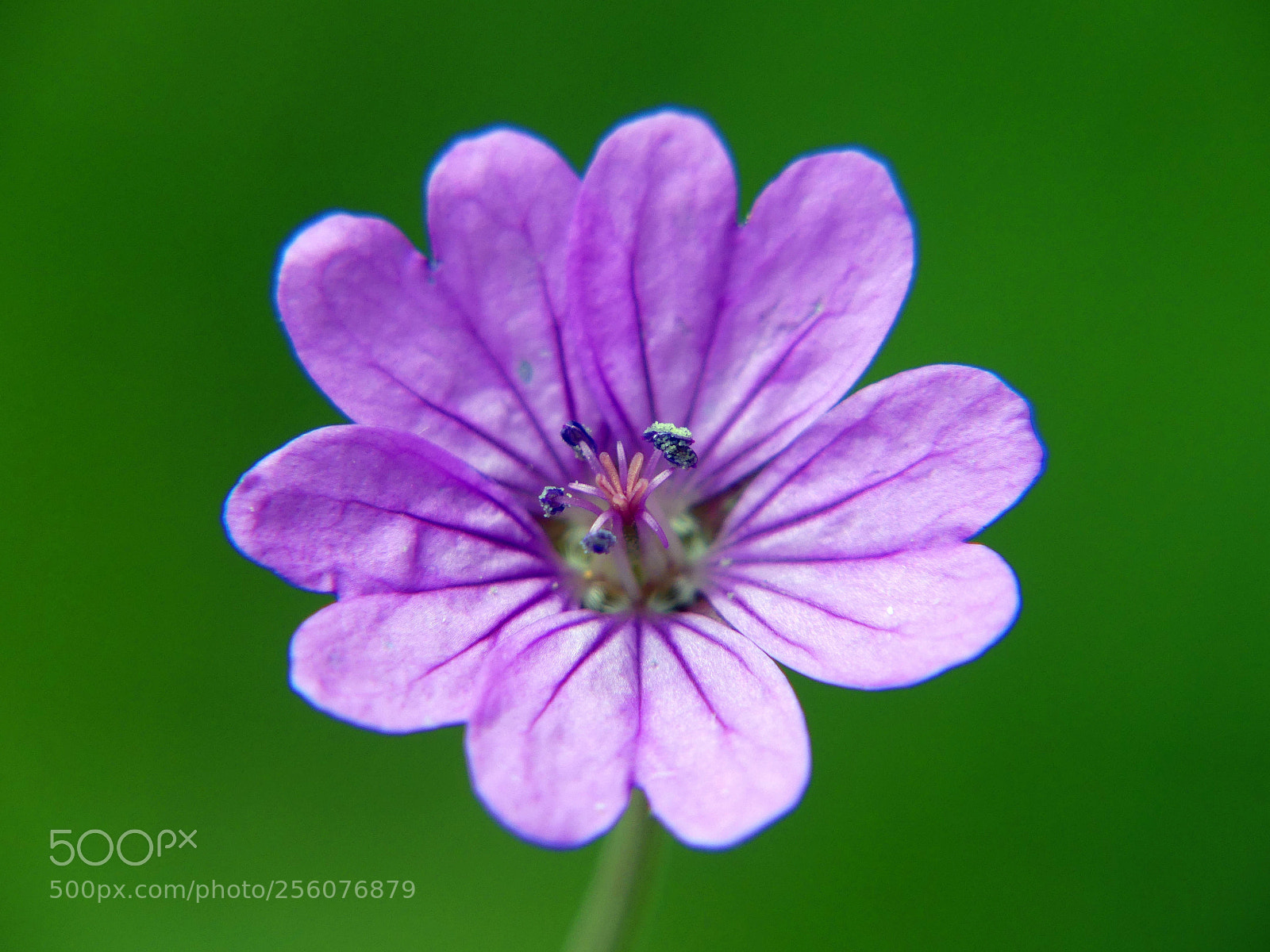 Panasonic Lumix DMC-FZ300 sample photo. Little violet flower photography