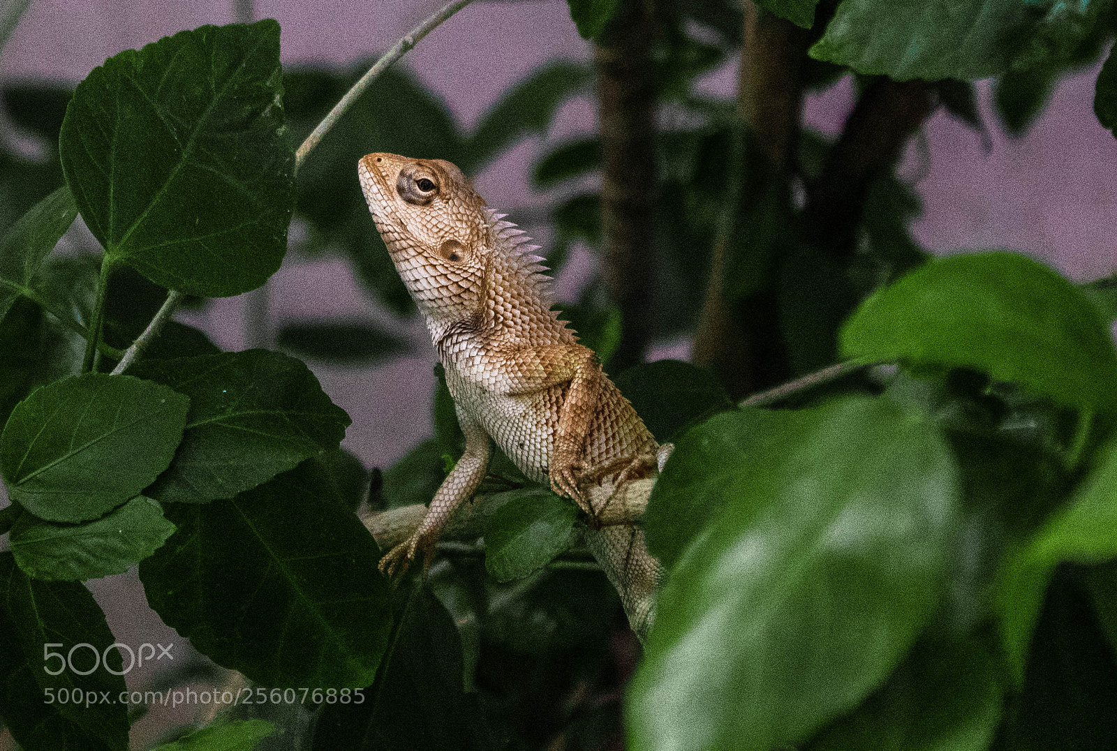 Canon EOS 1300D (EOS Rebel T6 / EOS Kiss X80) sample photo. Pantherchameleon photography