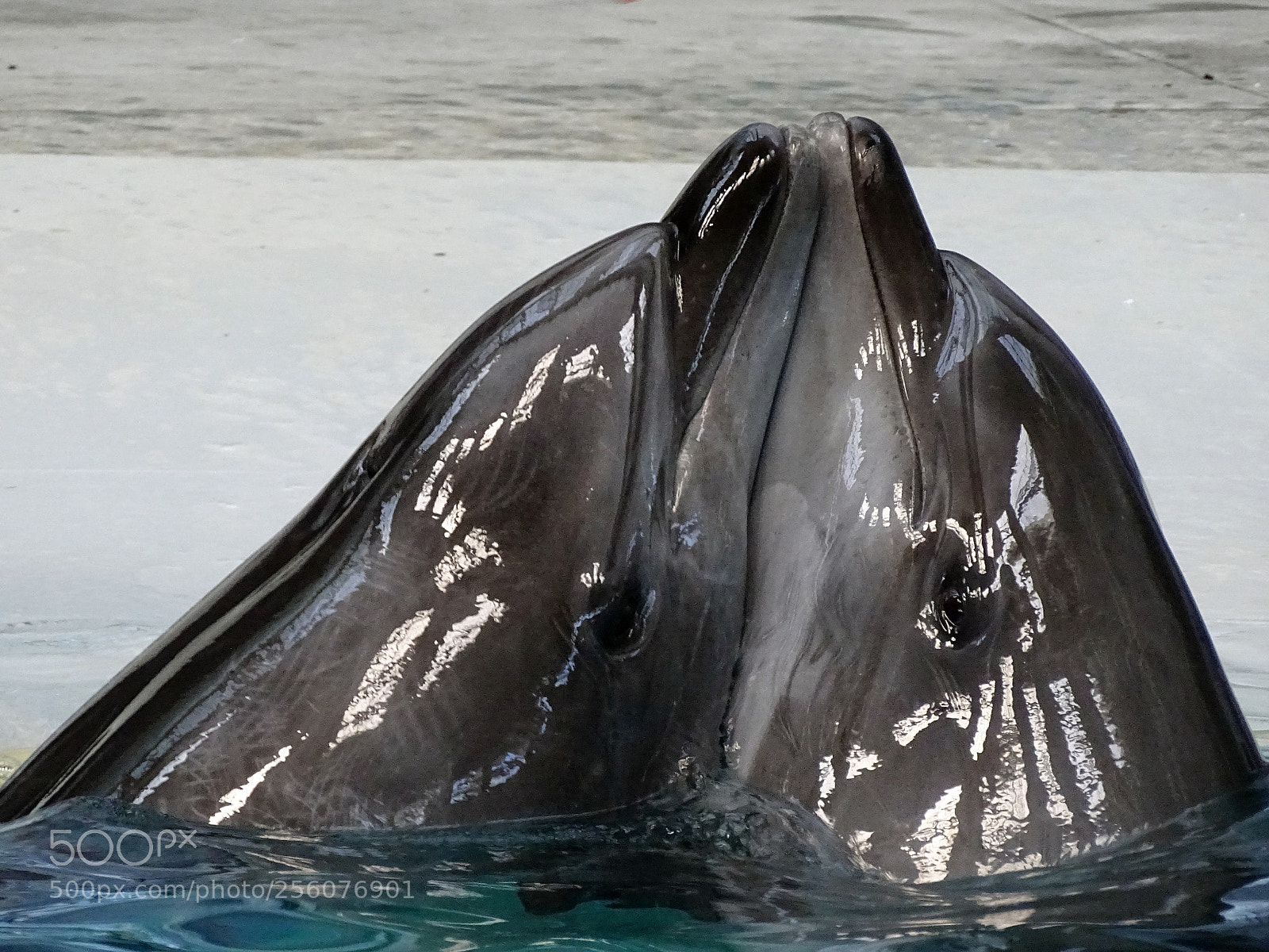 Sony Cyber-shot DSC-HX400V sample photo. Dolphins love. photography