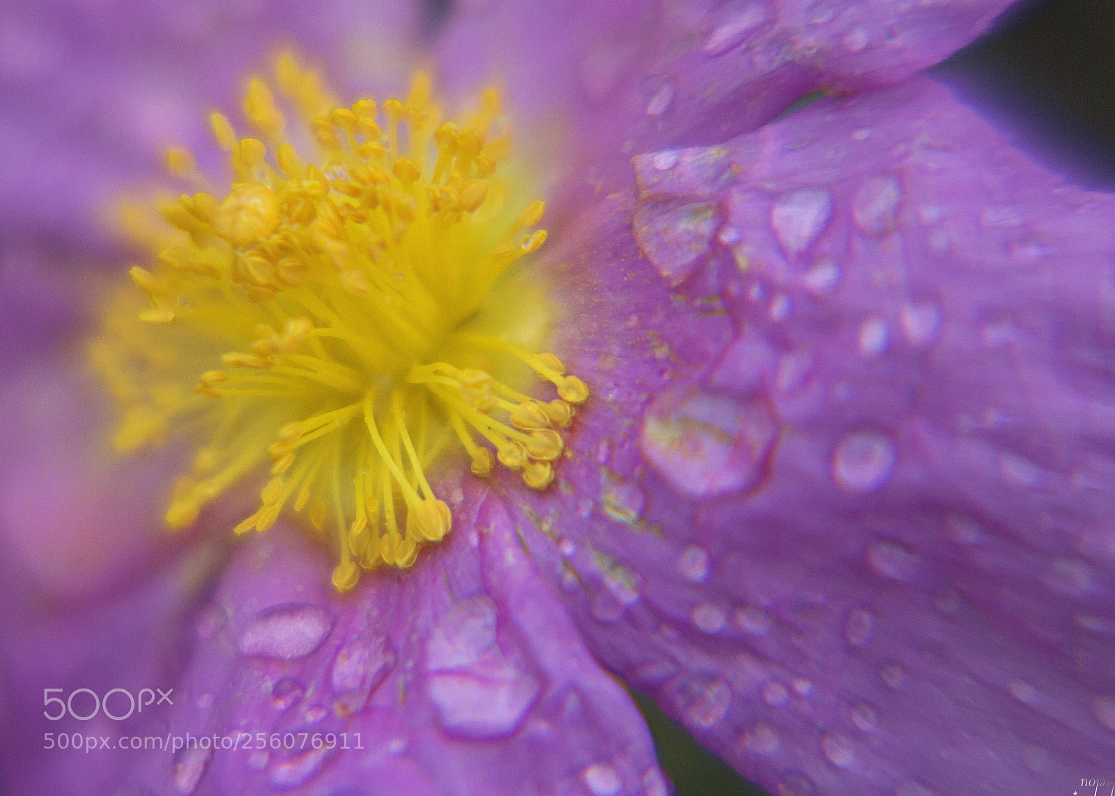 Nikon D3100 sample photo. My "crumpled" ...*** photography