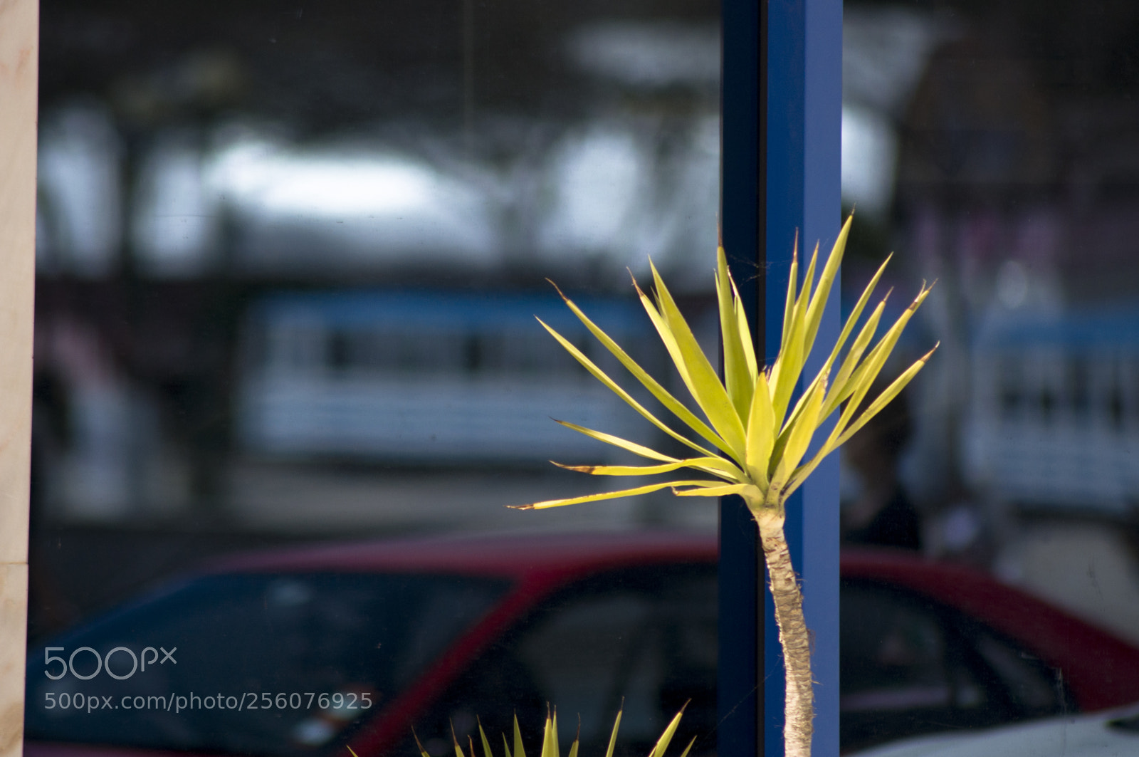 Nikon D90 sample photo. Yukka palm on the photography
