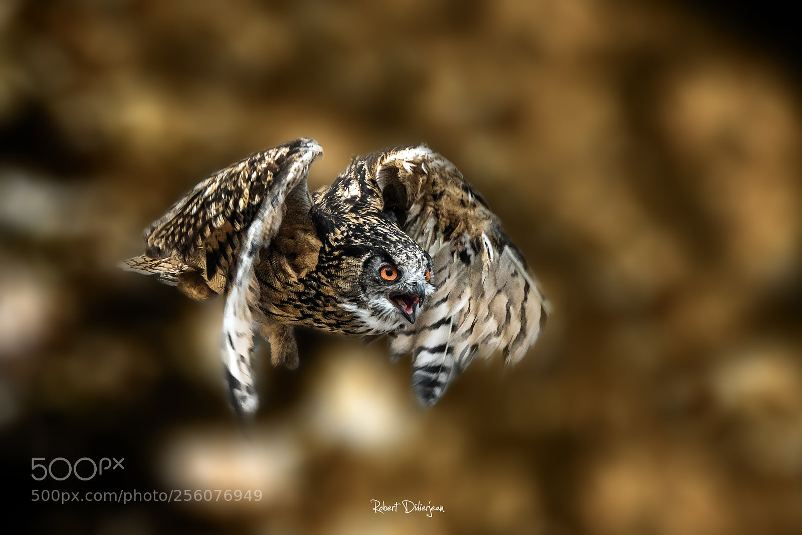 Nikon D810 sample photo. Eagle owl photography