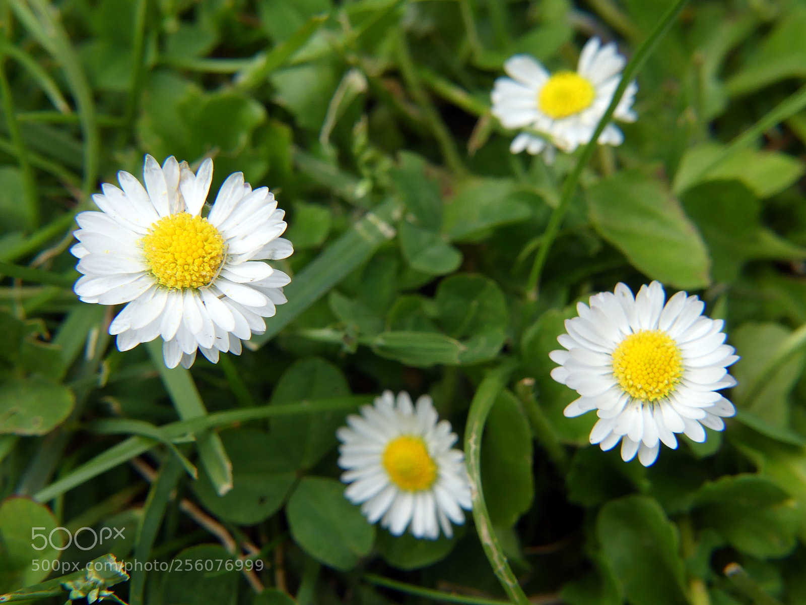 Panasonic Lumix DMC-FZ300 sample photo. Daisies in group photography