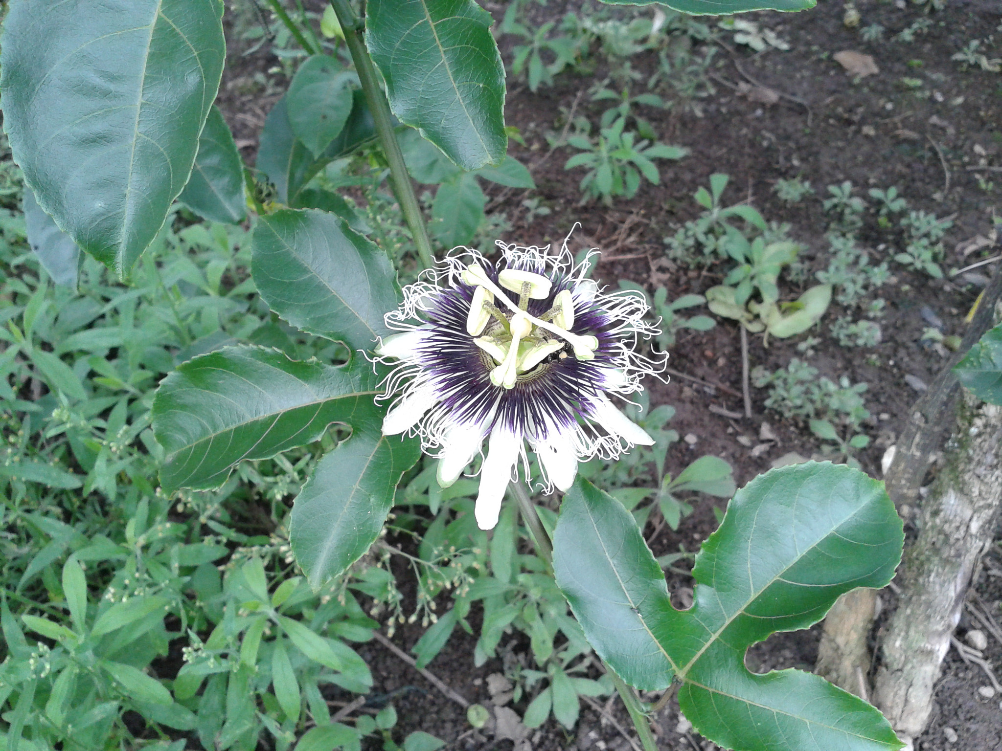 Samsung Galaxy Ace Duos sample photo. Passion fruit´s flower photography