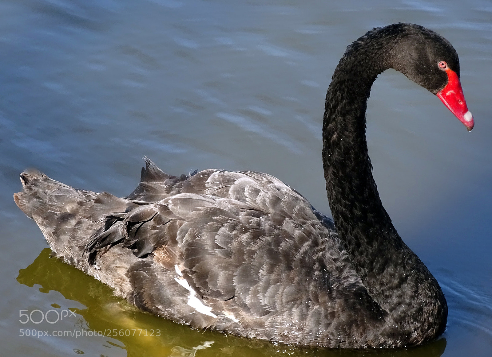 Sony Cyber-shot DSC-HX400V sample photo. Black swan. photography