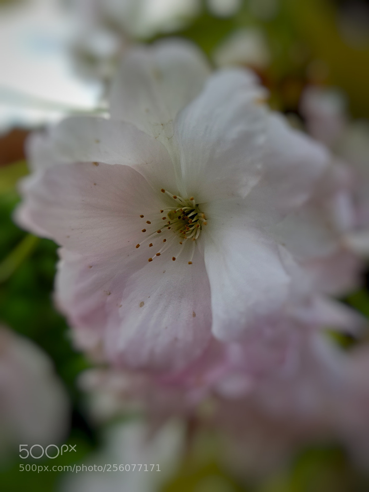 Samsung Galaxy S8+ sample photo. Blossom photography