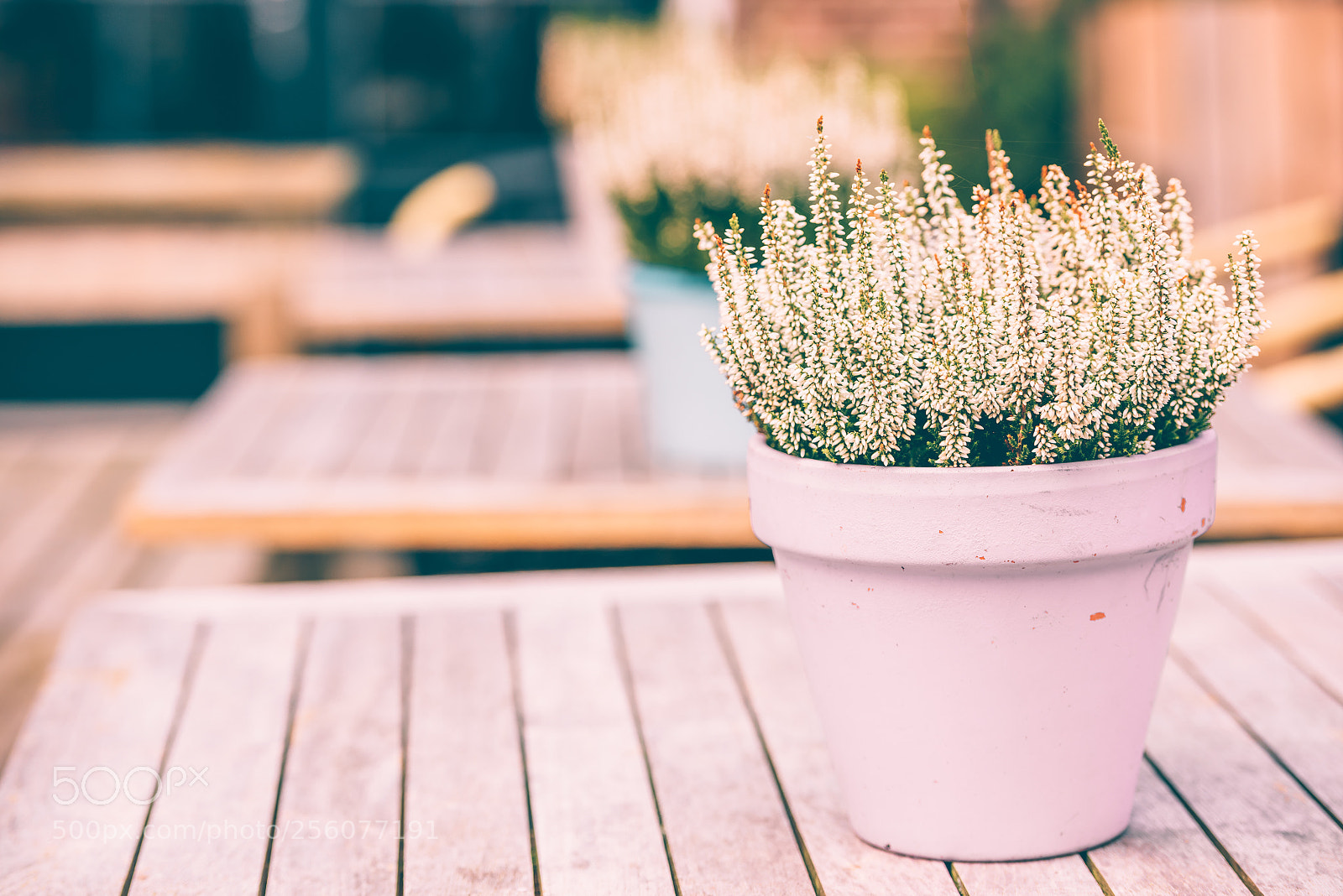 Nikon D810 sample photo. Potted white heather flowers photography