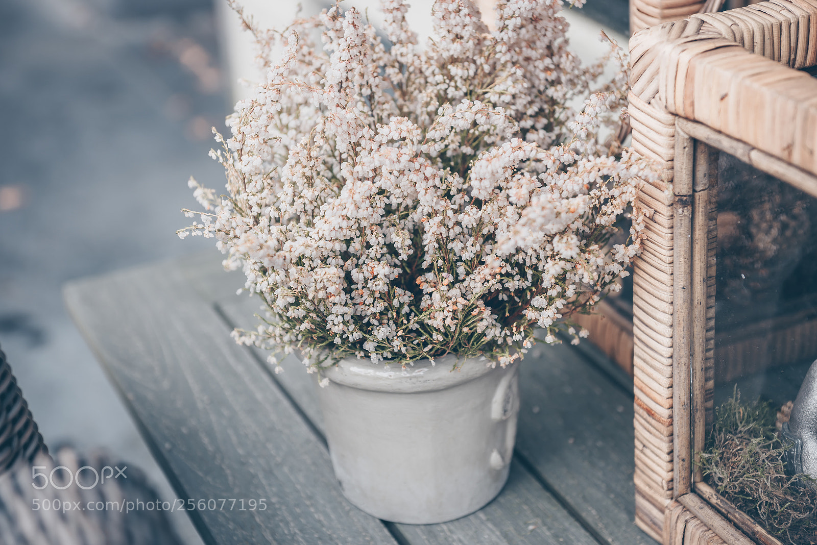 Nikon D810 sample photo. Potted white heather flowers photography