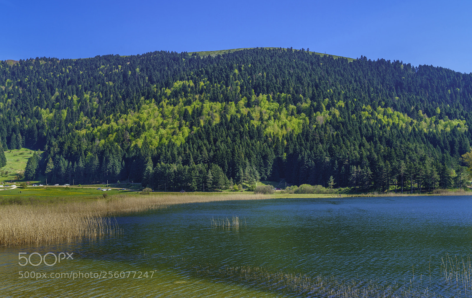 Sony a7R II sample photo. Shades of green .. photography