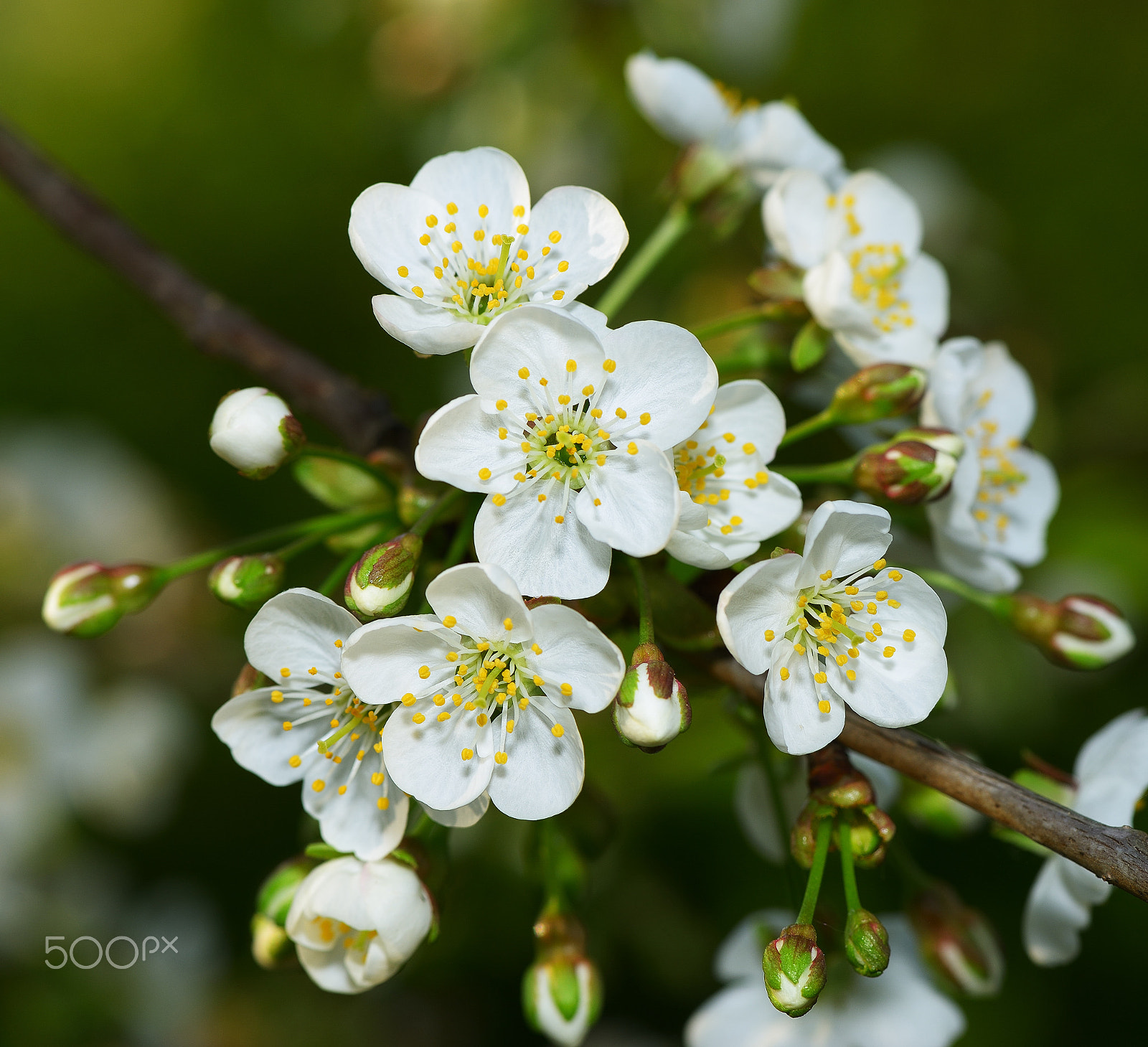 Nikon AF-S Micro-Nikkor 105mm F2.8G IF-ED VR sample photo. Spring photography
