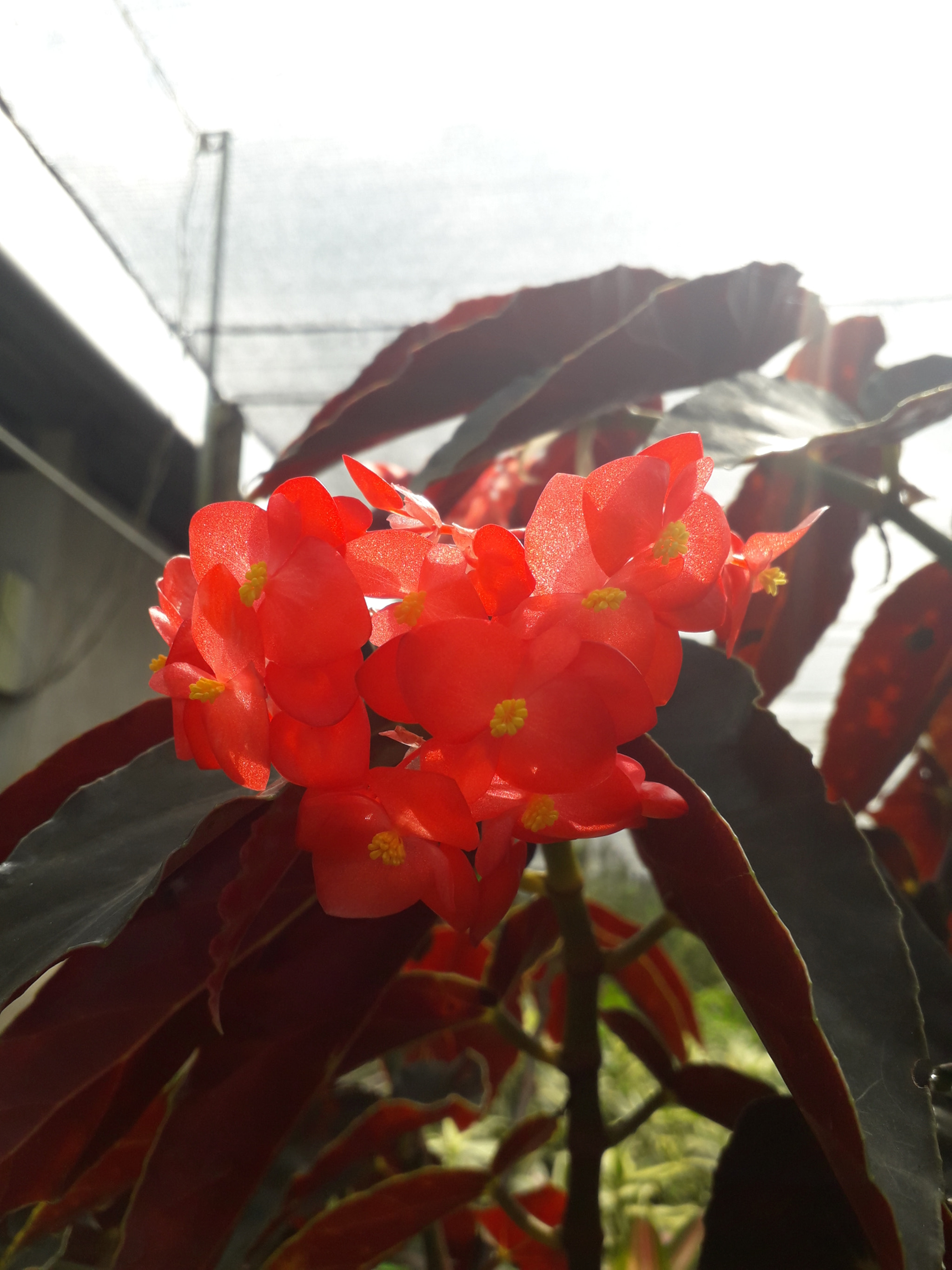 Samsung Galaxy J3 Pro sample photo