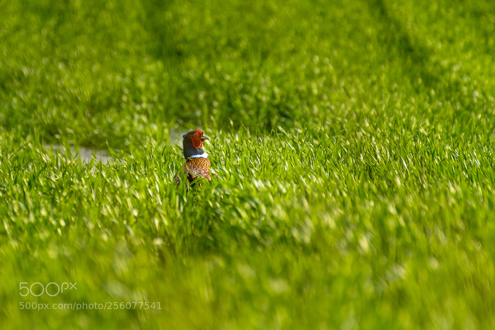 Nikon D7100 sample photo. Pheasant photography