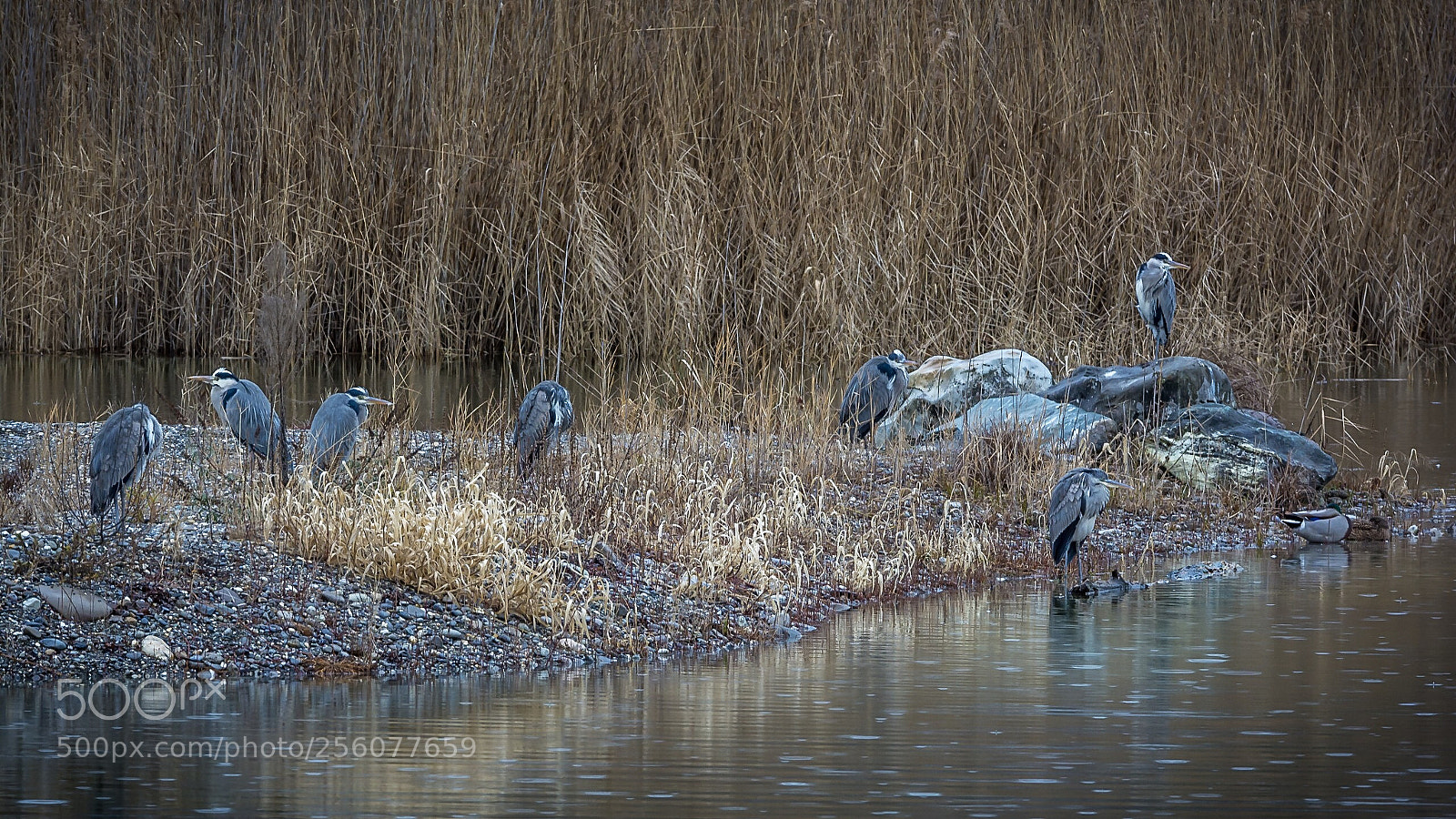 Nikon D7100 sample photo. Untitled photography