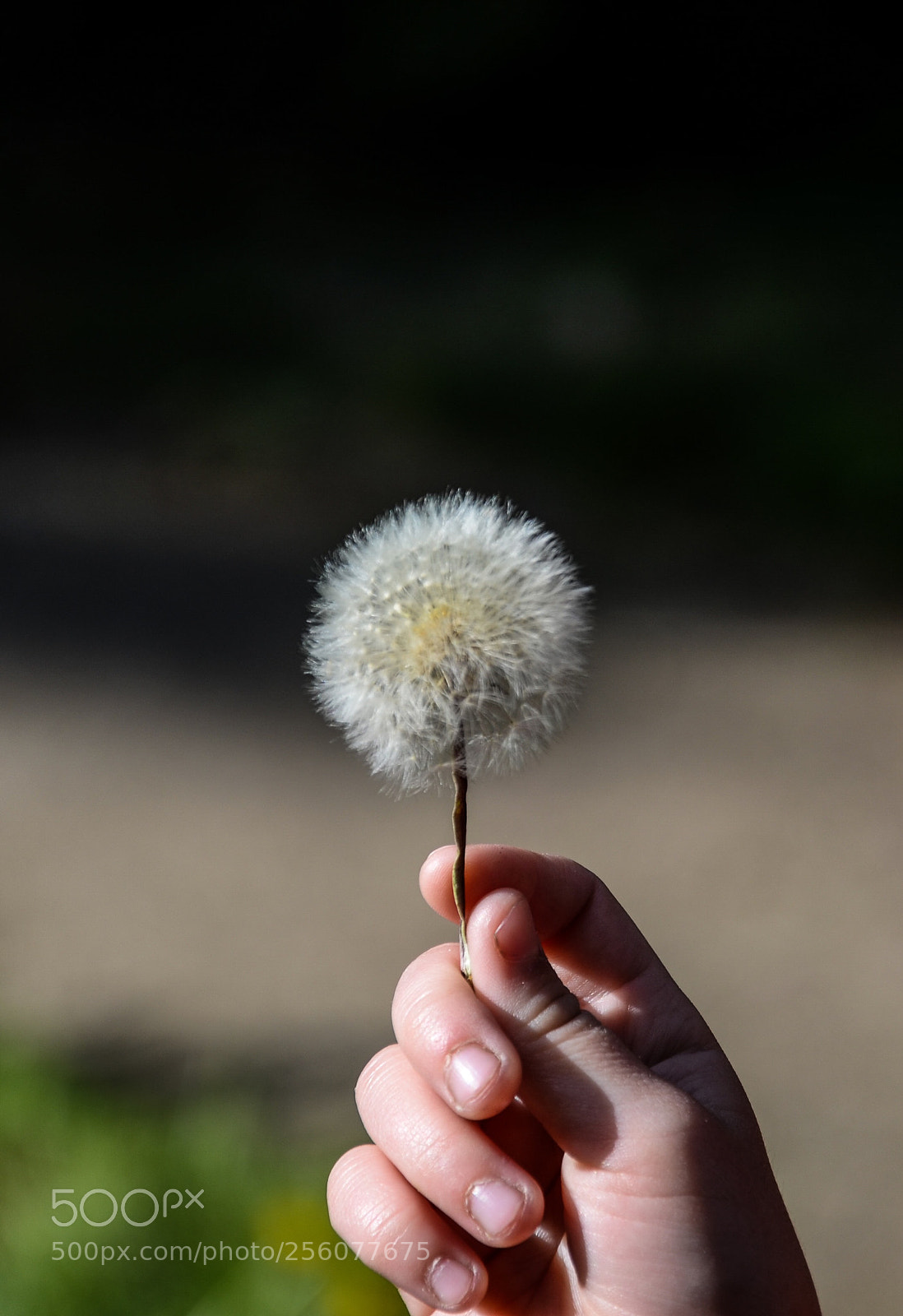 Nikon D7000 sample photo. Dandelion photography