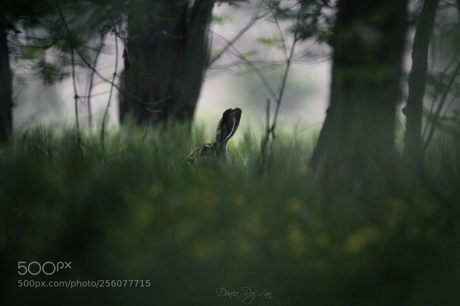 Canon EOS 7D Mark II sample photo. Rabbit photography