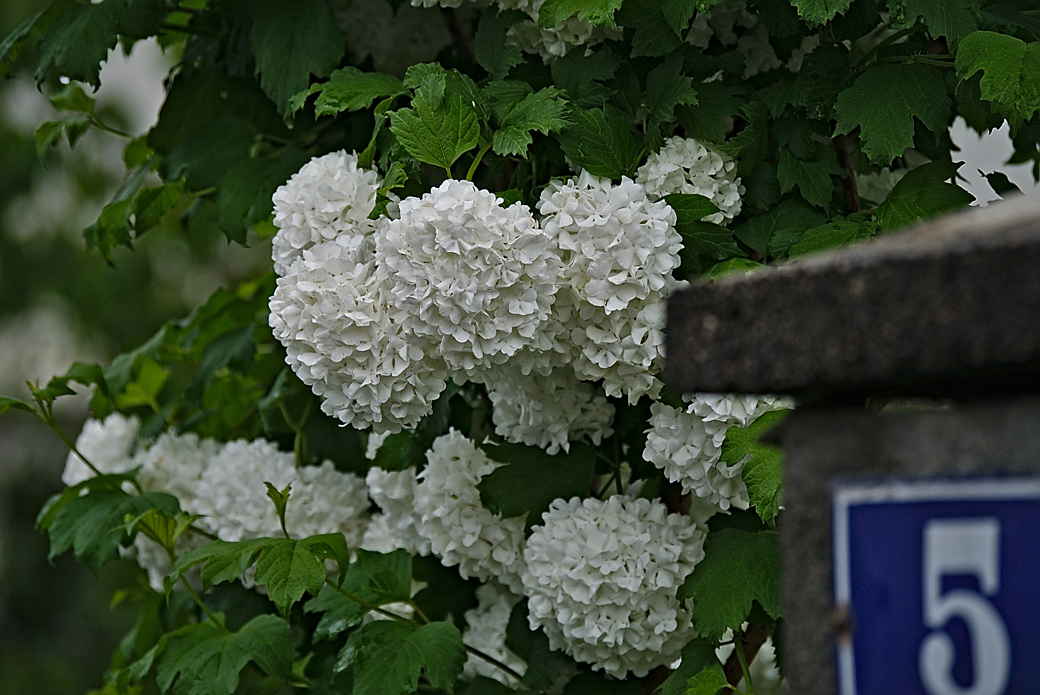 Panasonic Lumix DMC-GM1 sample photo. 2018 05 01 viburnum opulus photography