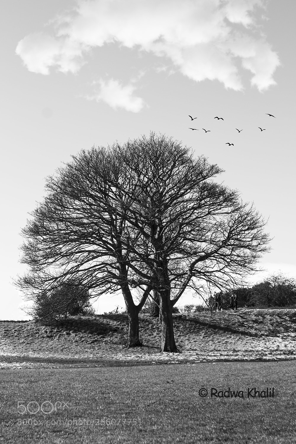 Canon EOS 700D (EOS Rebel T5i / EOS Kiss X7i) sample photo. Tree photography