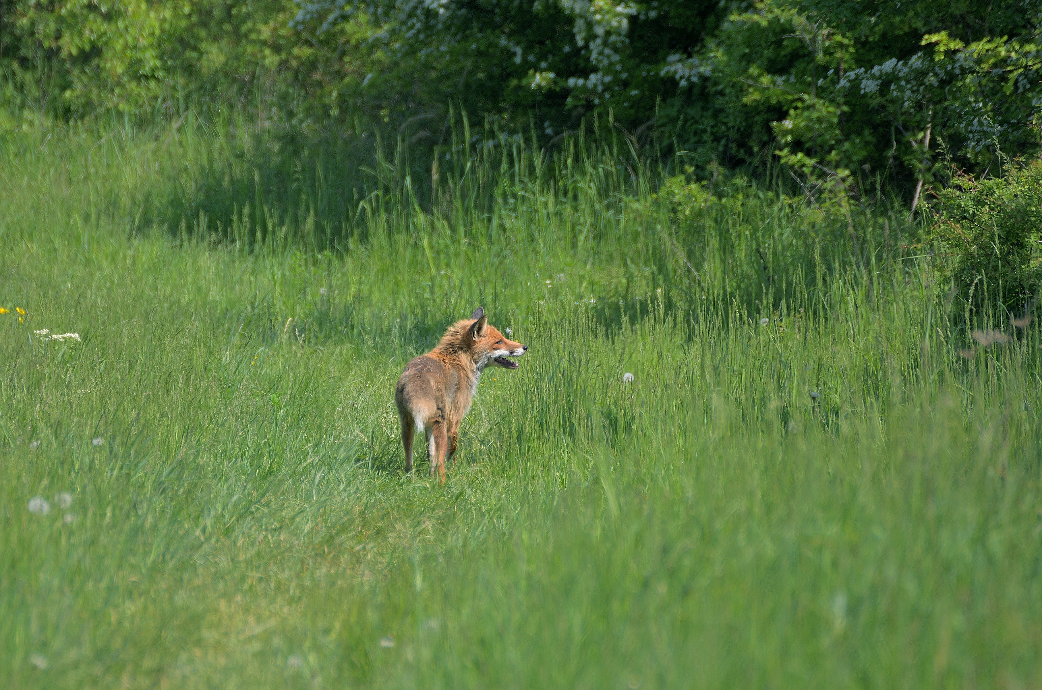 Nikon D7100 sample photo. Fox max photography