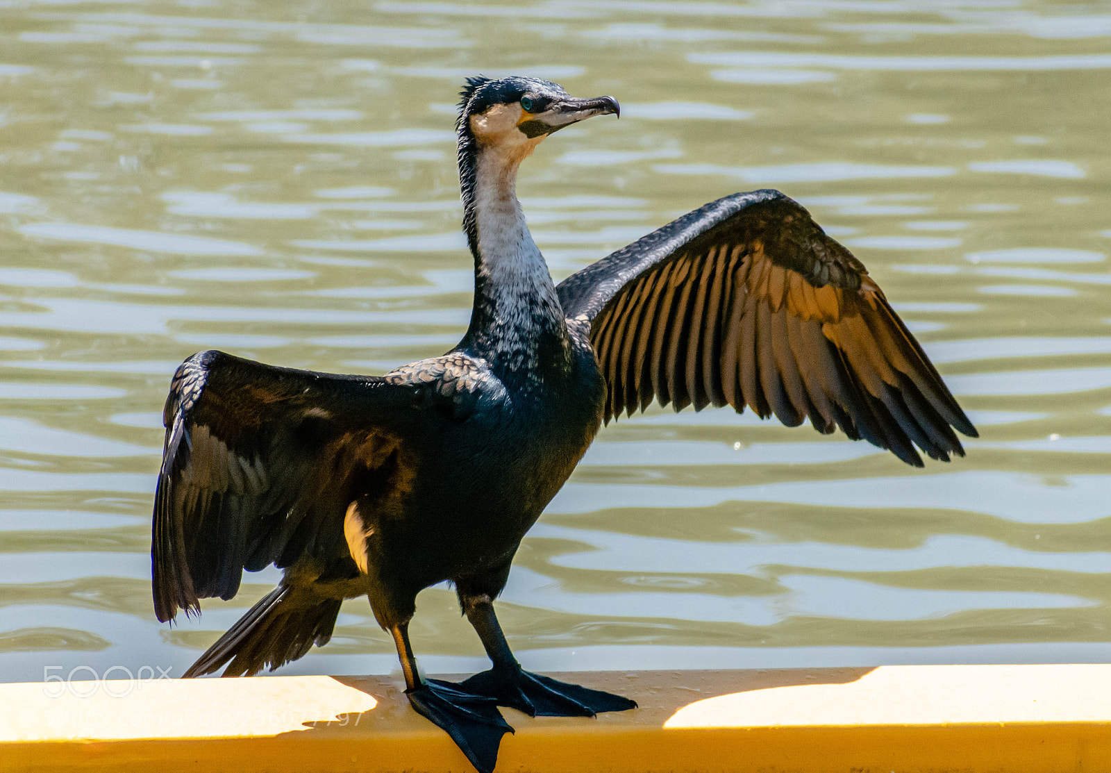 Nikon D7200 sample photo. Cormorant photography