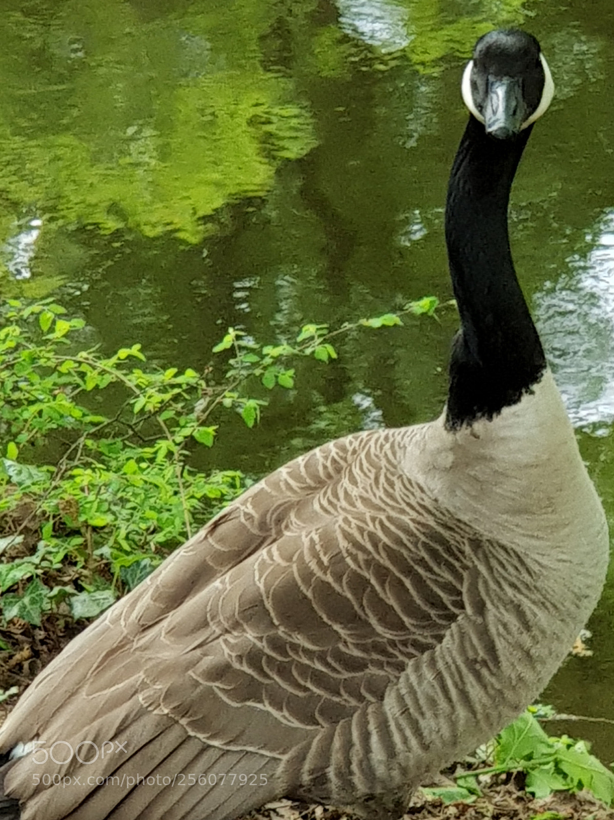 Samsung Galaxy S9+ sample photo. Untitled photography