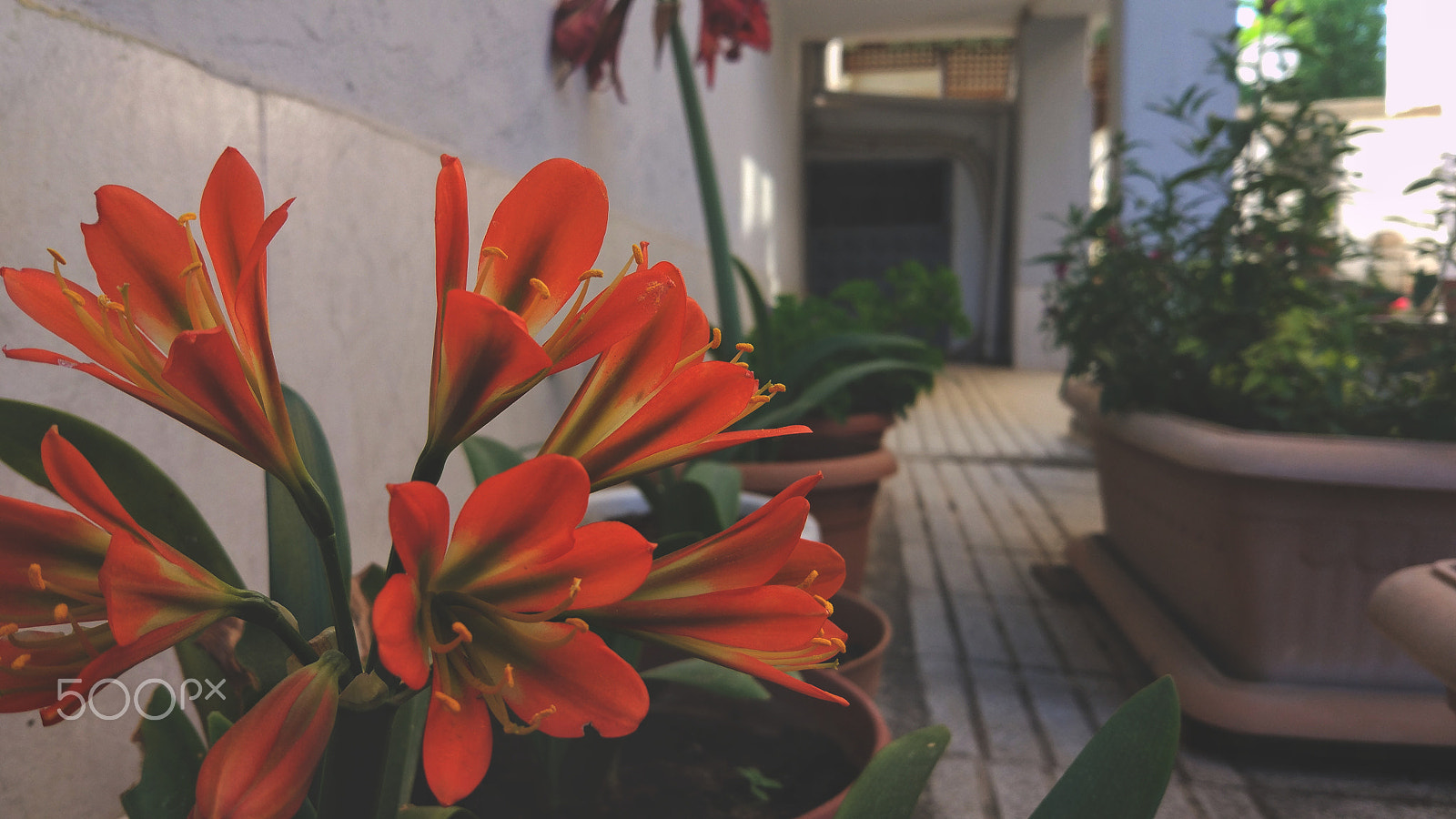 Xiaomi MI 5 sample photo. Bloom photography