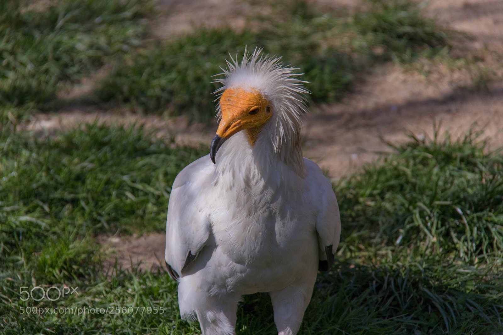 Canon EOS 80D sample photo. Img photography