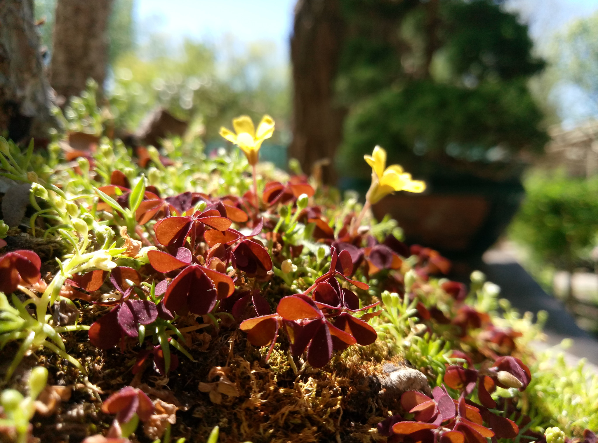 Meizu M3 Max sample photo. Macro botanic photography