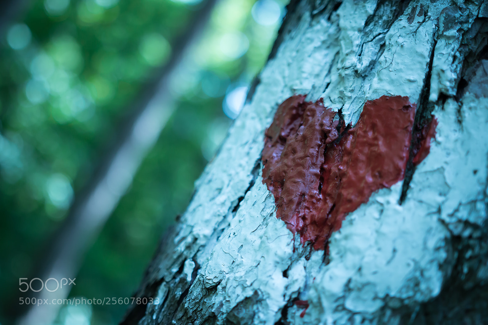 Canon EOS 70D sample photo. Untitled photography