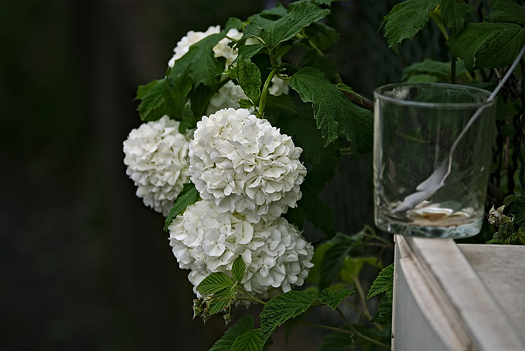 Panasonic Lumix DMC-GM1 sample photo. 2018 05 01 02 viburnum opulus photography