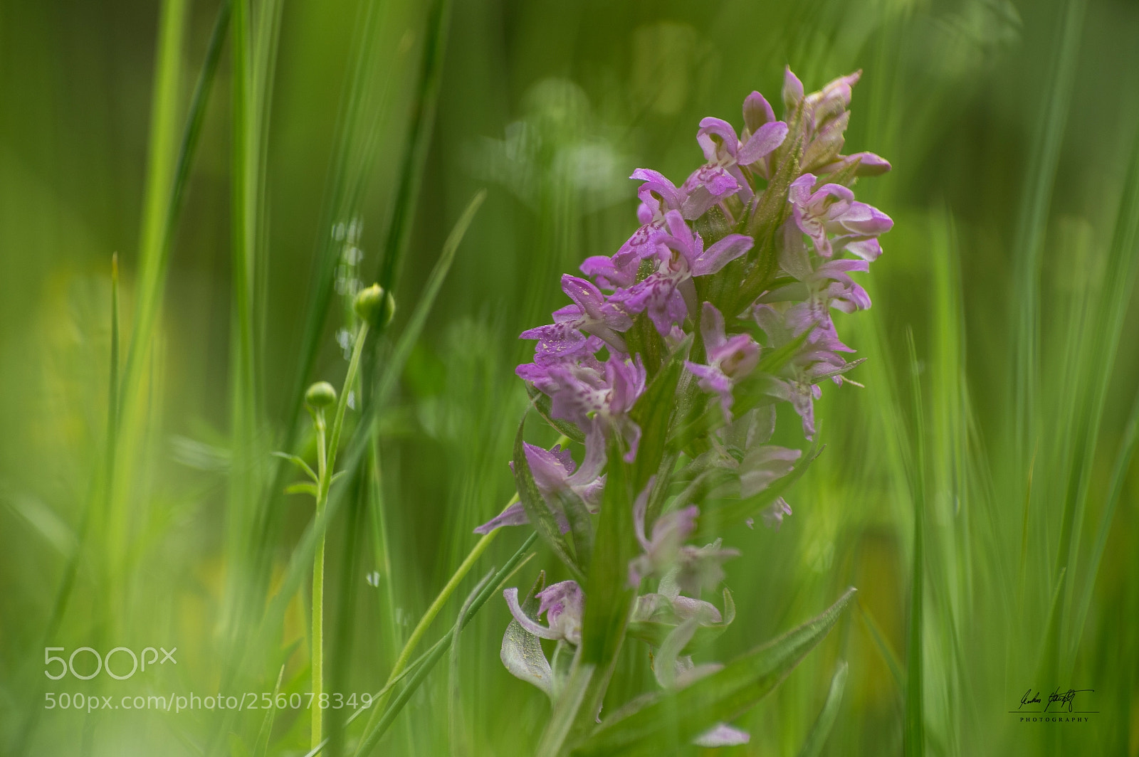 Pentax K-3 II sample photo. Dreamy orchid photography