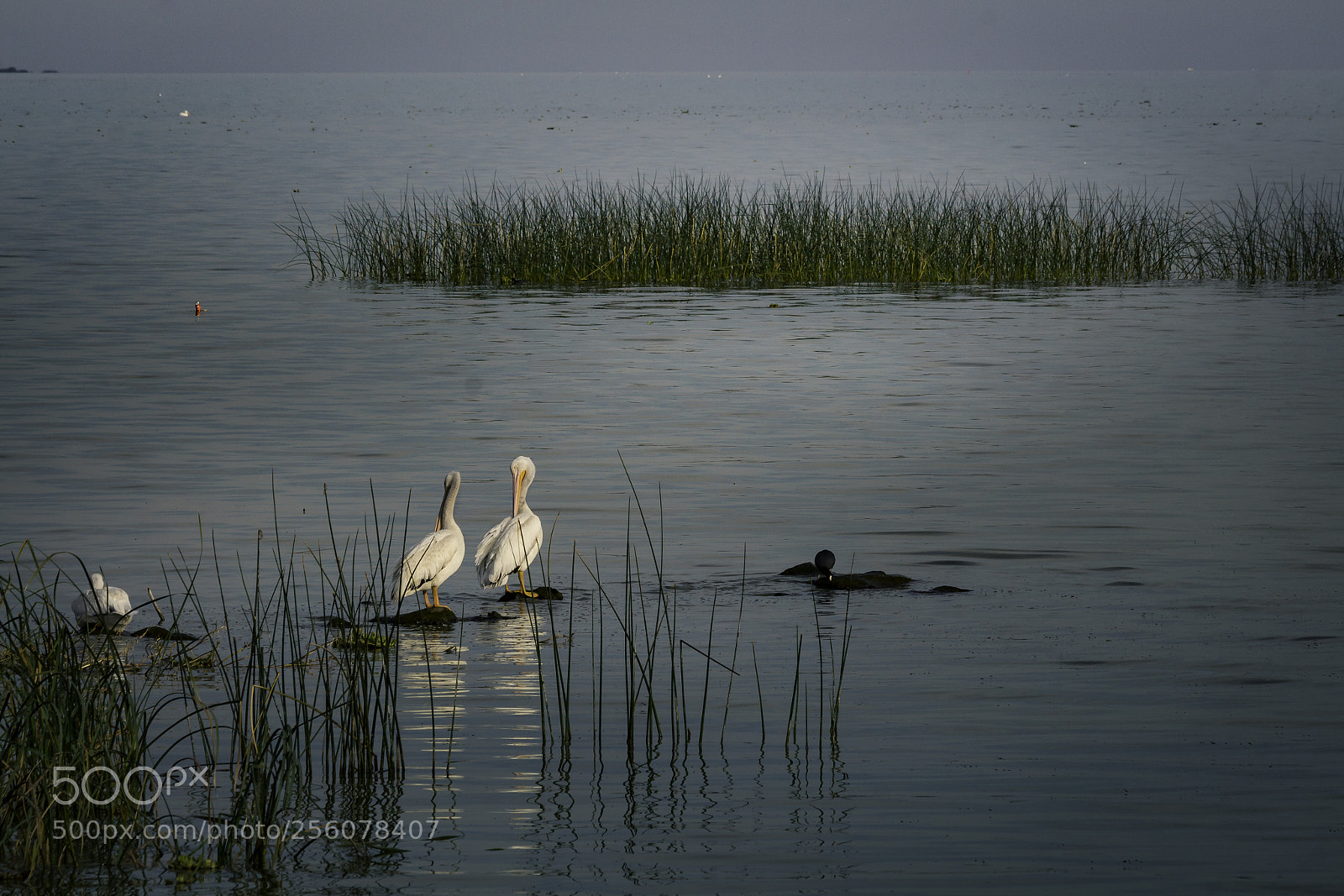 Canon EOS 700D (EOS Rebel T5i / EOS Kiss X7i) sample photo. Lago chapala photography