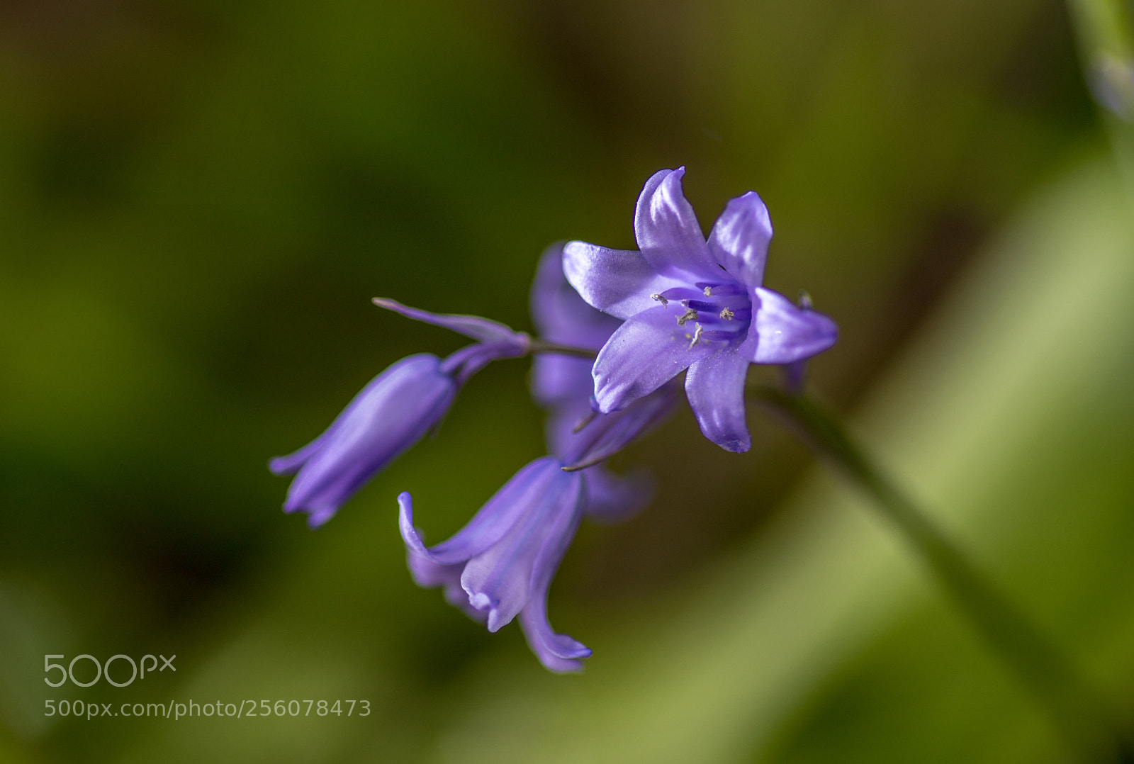 Canon EOS 6D Mark II sample photo. Bluebells copy photography