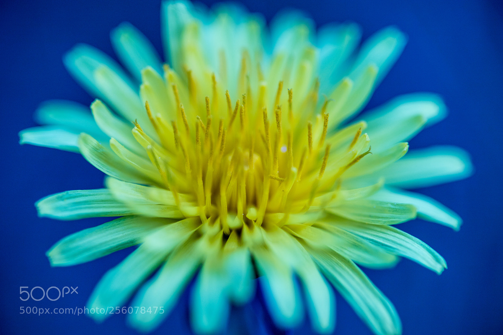 Canon EOS 6D Mark II sample photo. Daisyflare photography