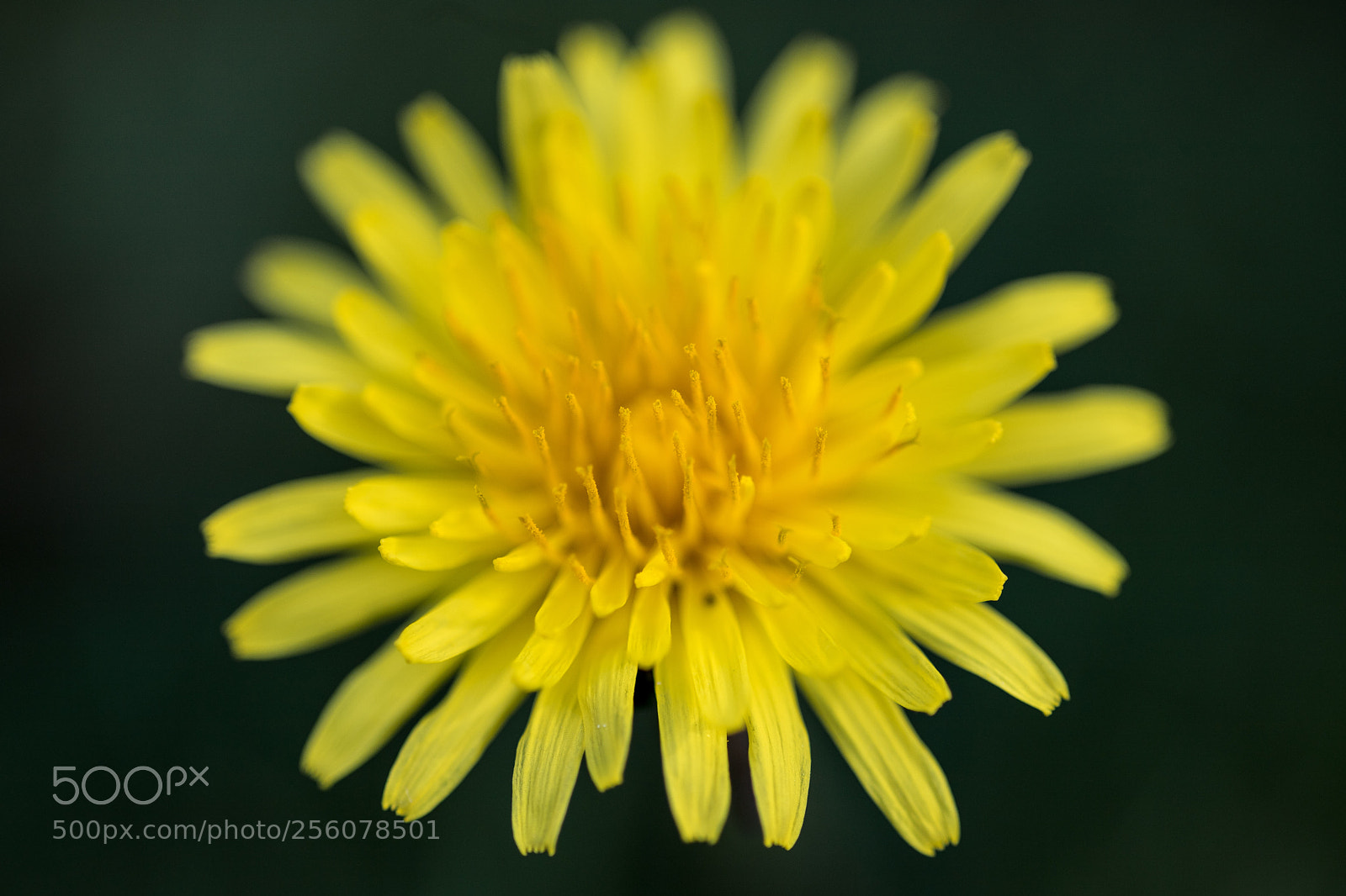 Canon EOS 6D Mark II sample photo. Daisyinbloom photography