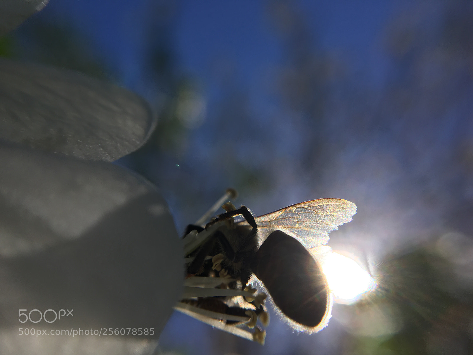 Apple iPhone SE sample photo. Bee photography