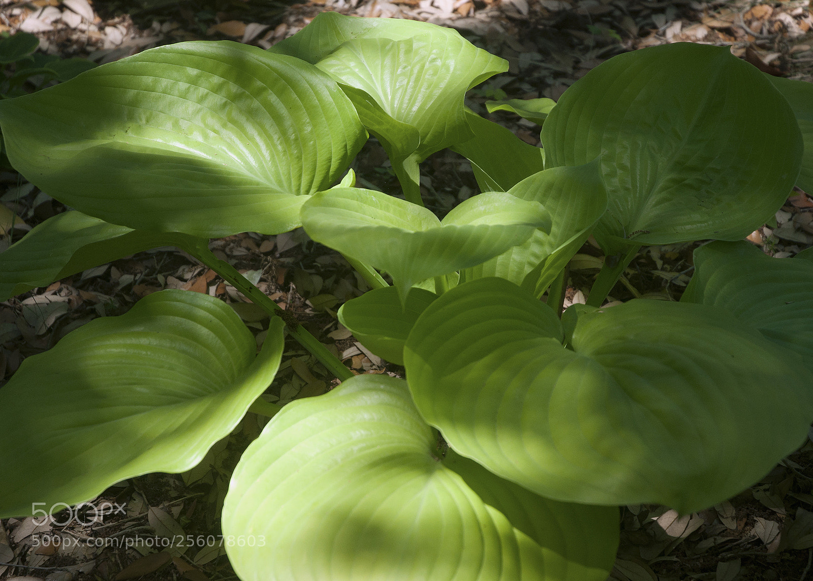 Nikon D90 sample photo. Happy hosta photography