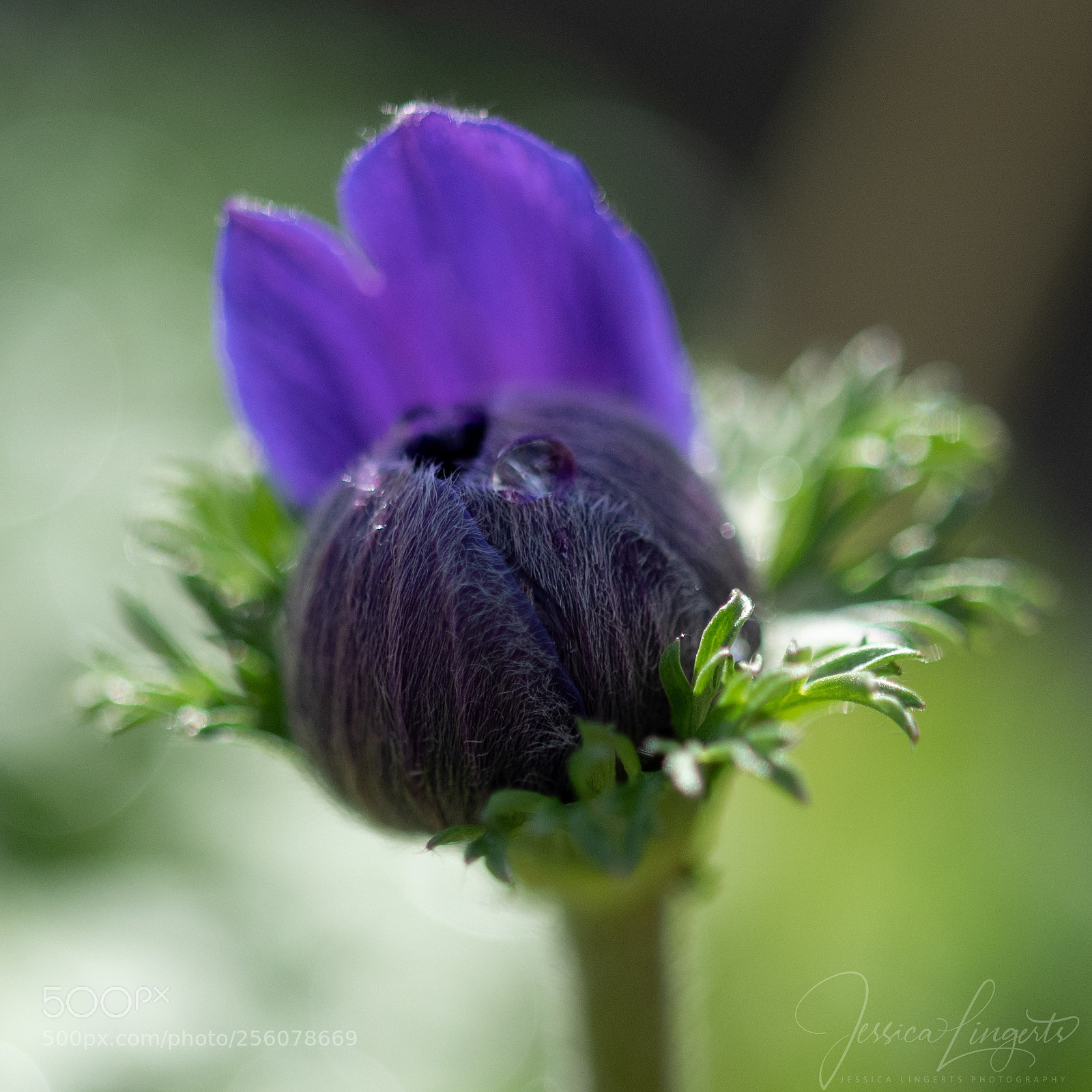 Nikon D750 sample photo. Blue anemone photography