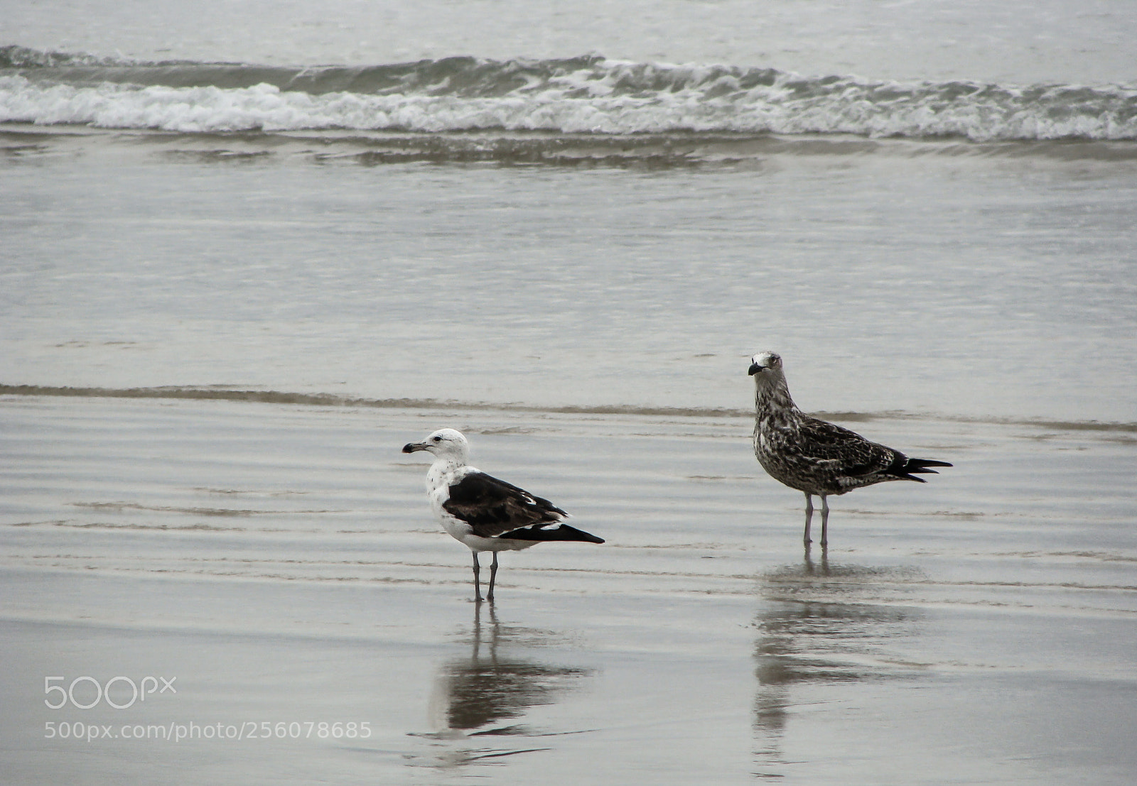 Sony DSC-H3 sample photo. Cabo frio, state of photography