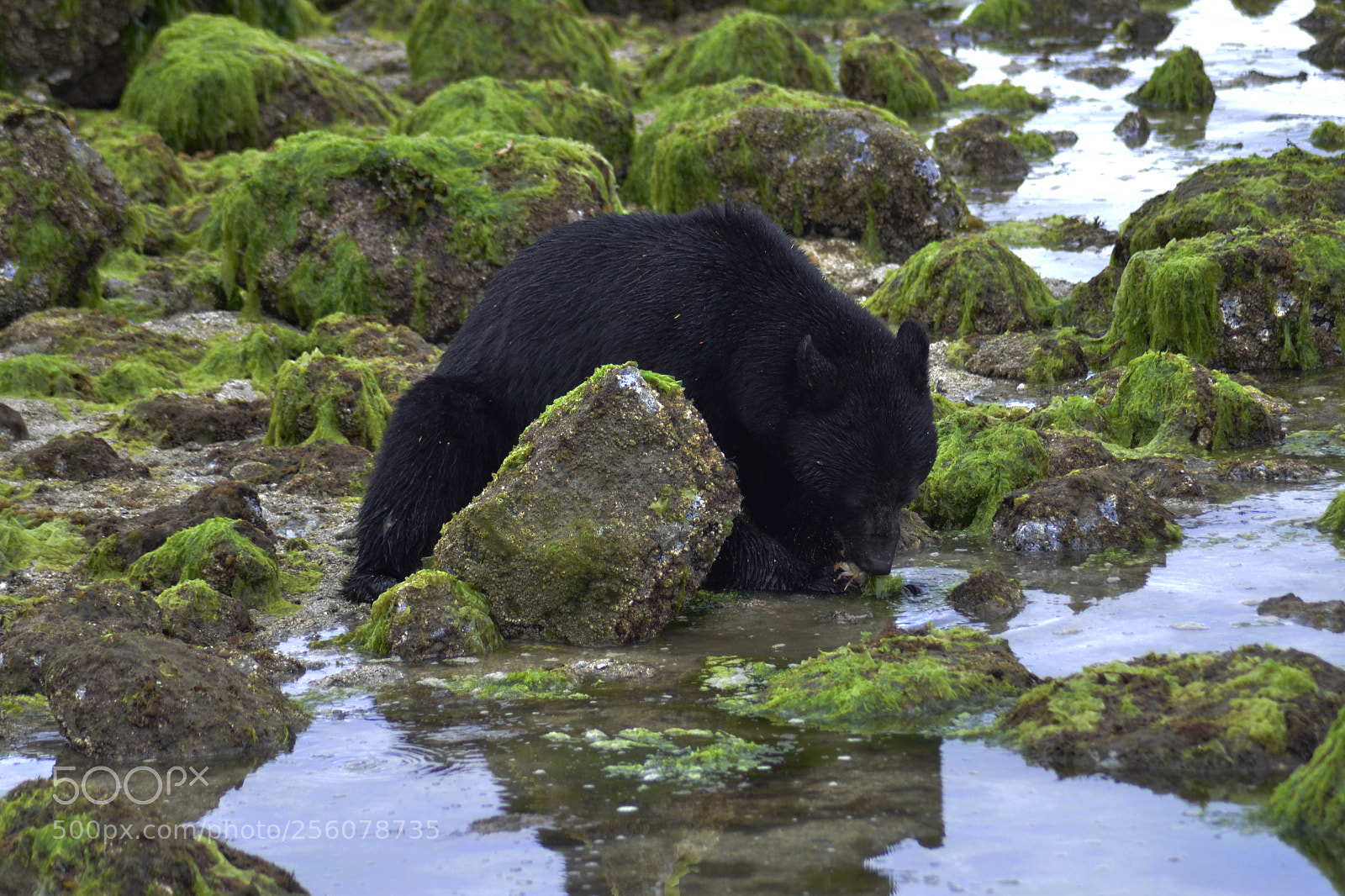 Nikon D7000 sample photo. Bear photography