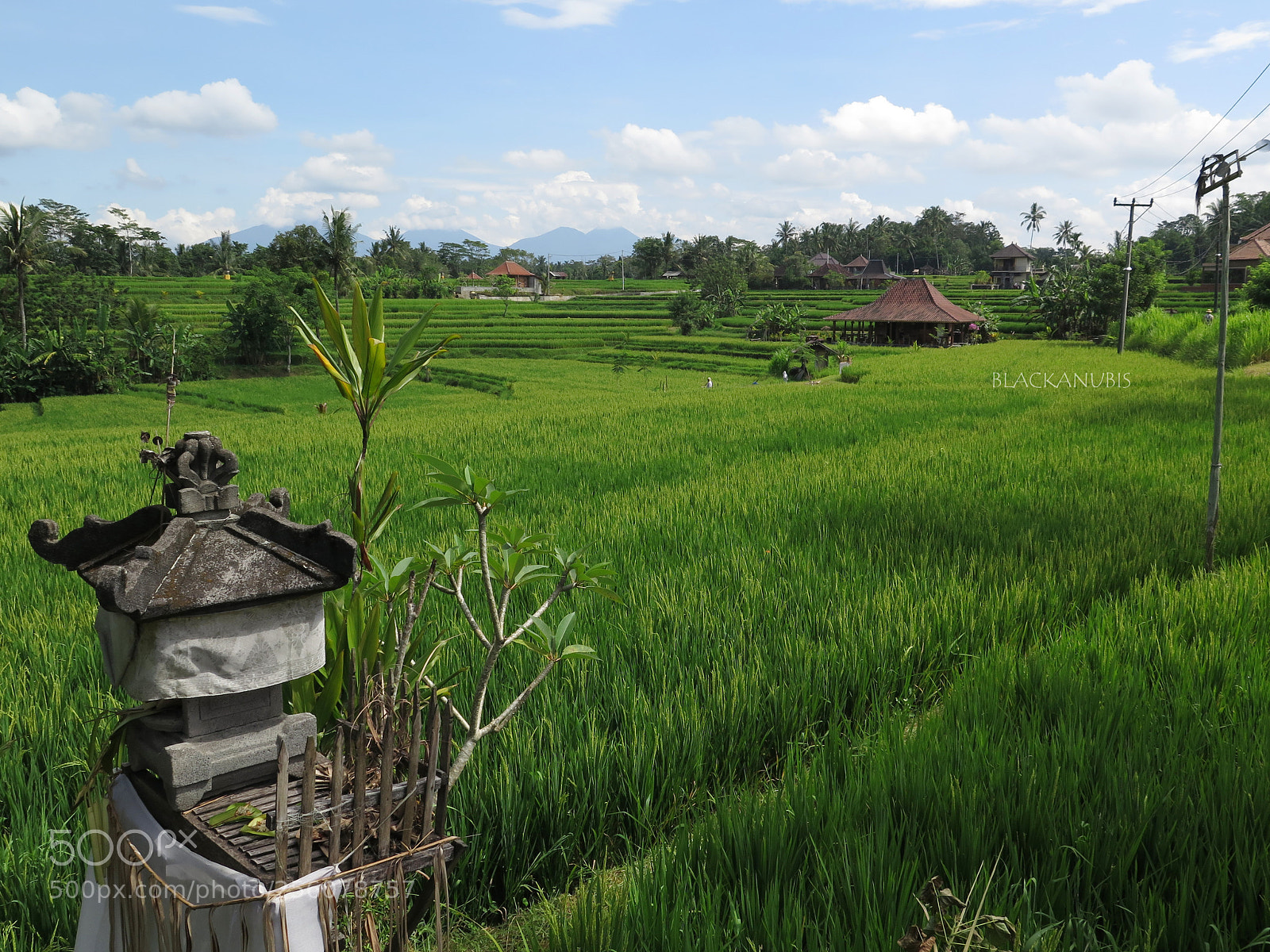 Canon PowerShot G16 sample photo. Rice'feel' photography