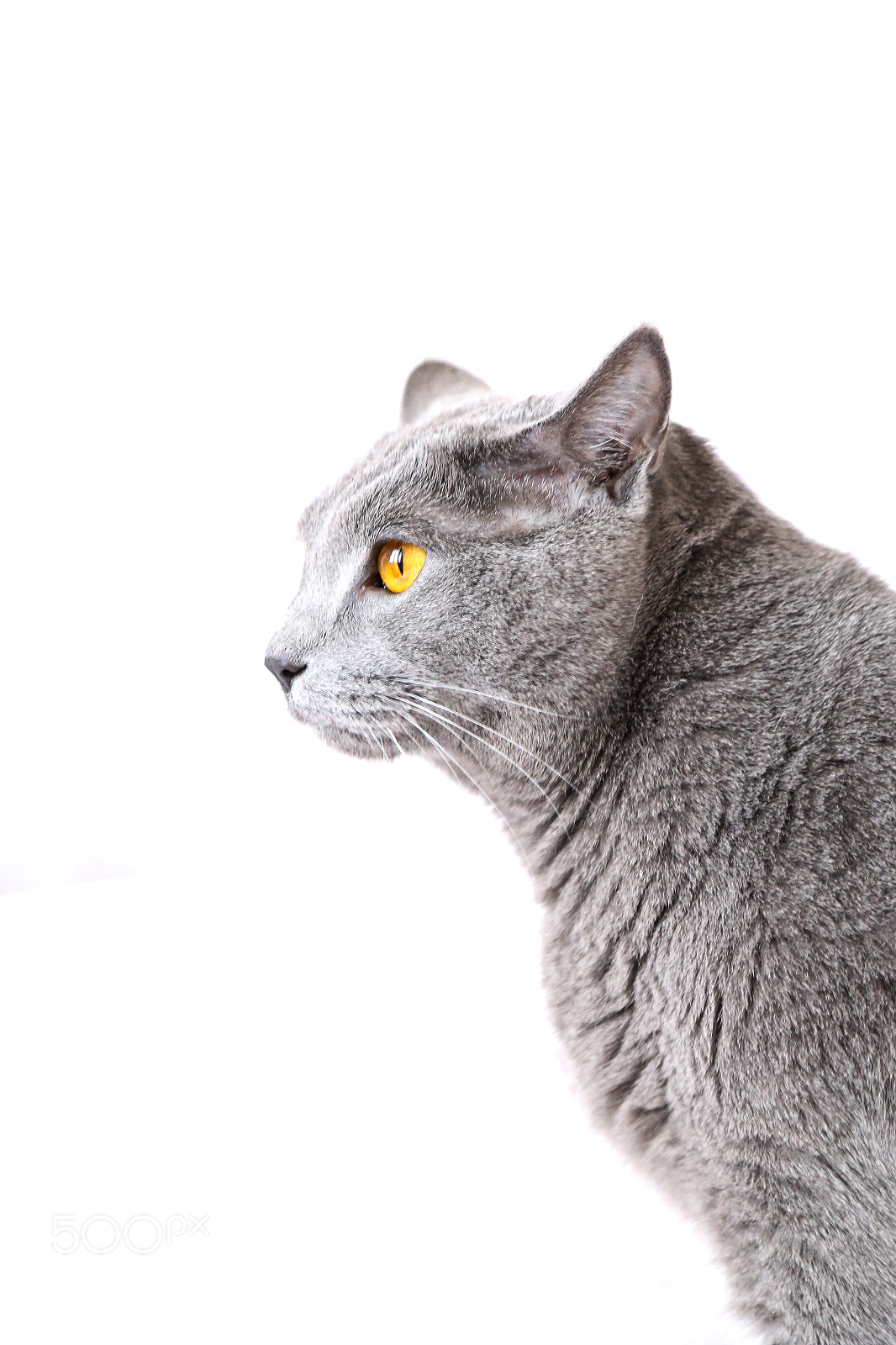 Canon EOS 6D sample photo. Cat model photography