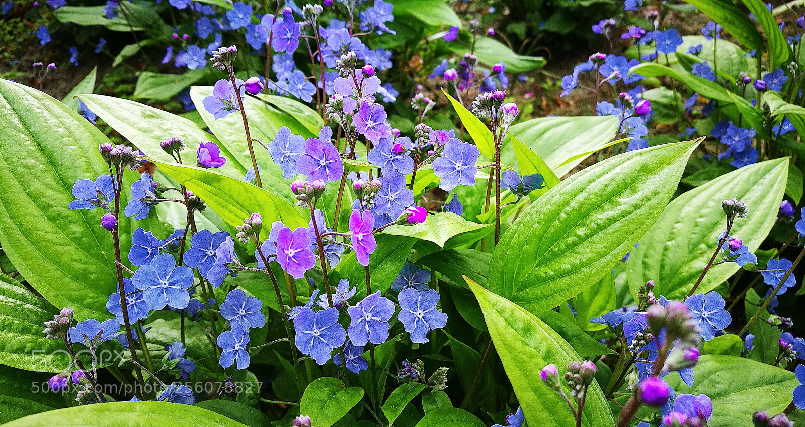 HUAWEI P9 sample photo. Cof photography