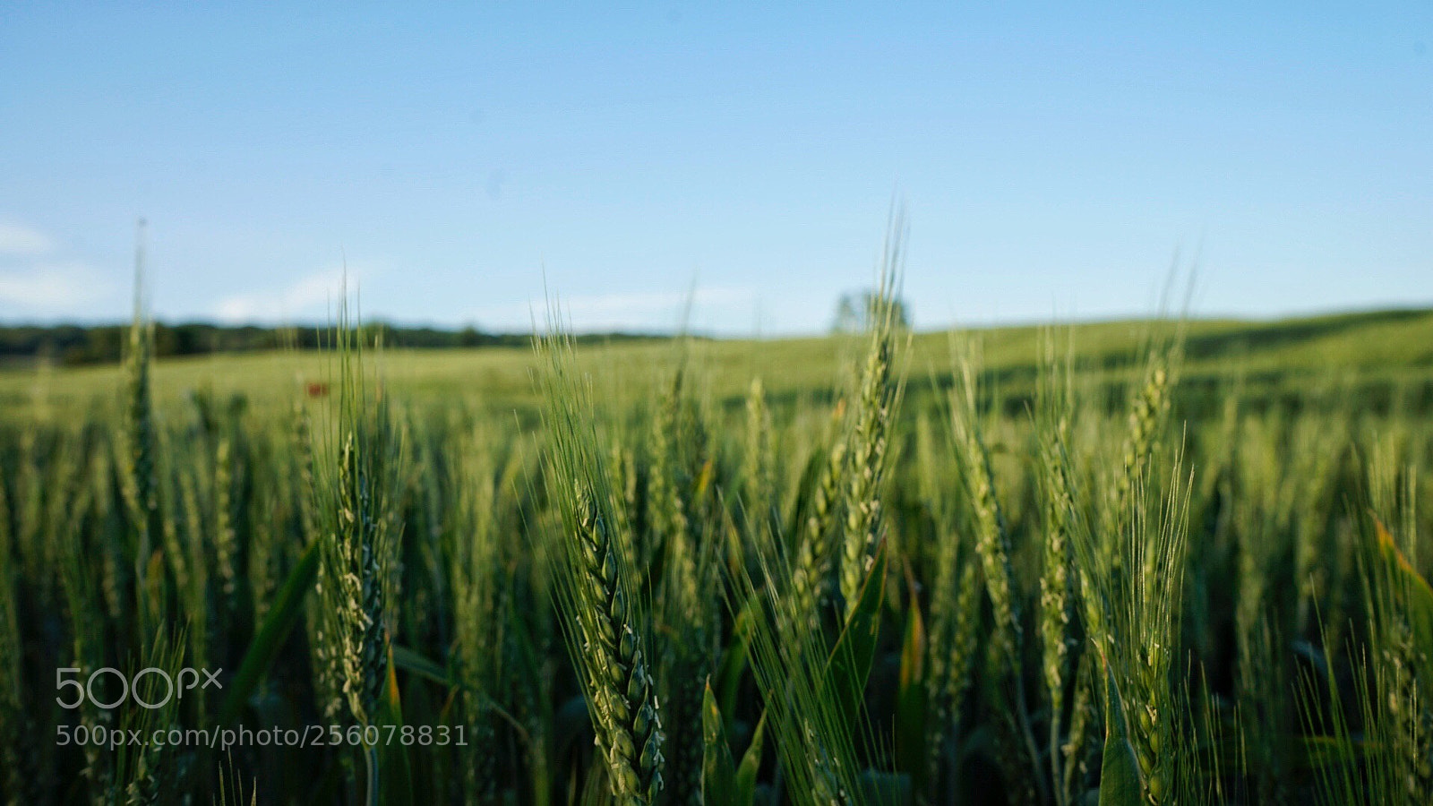Sony a7 II sample photo. Untitled photography