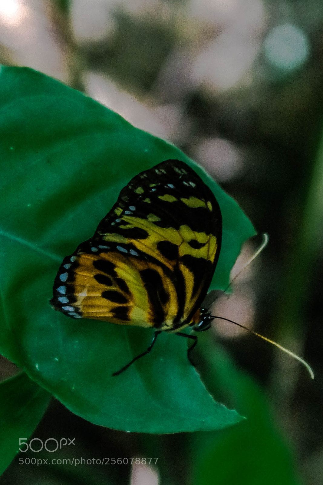 Samsung NX3000 sample photo. Untitled photography