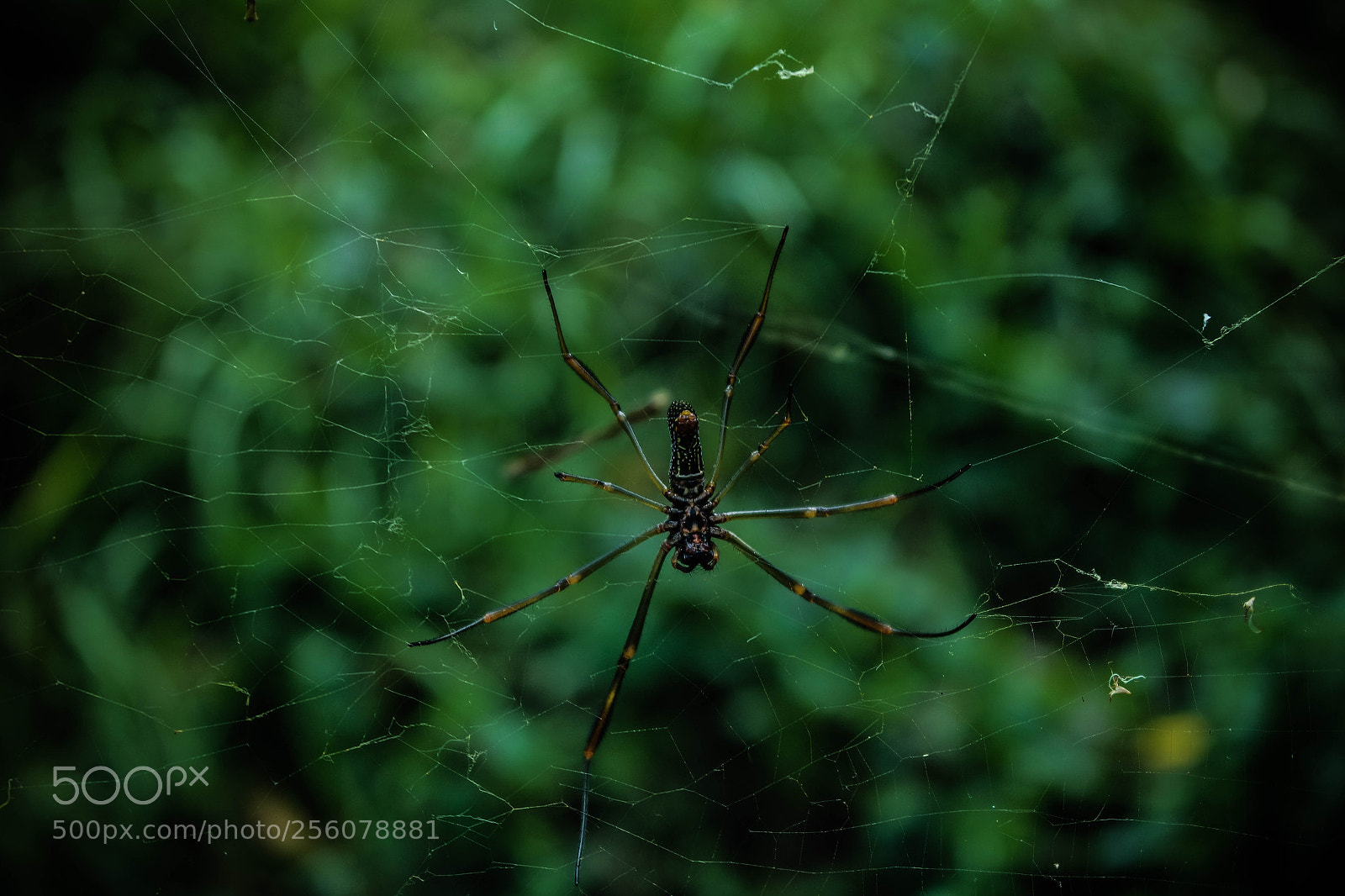 Samsung NX3000 sample photo. Untitled photography