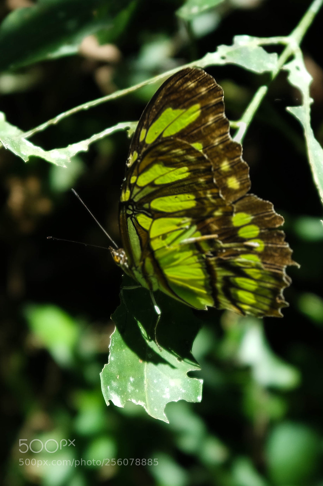 Samsung NX3000 sample photo. Untitled photography