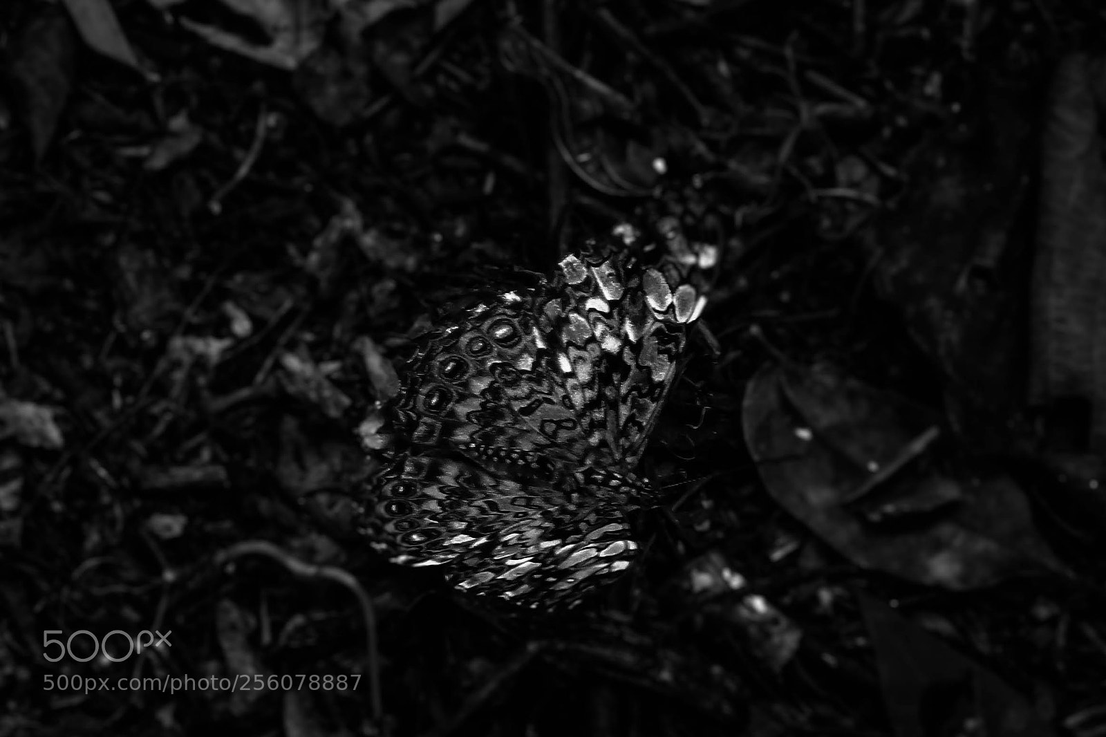 Samsung NX3000 sample photo. Untitled photography